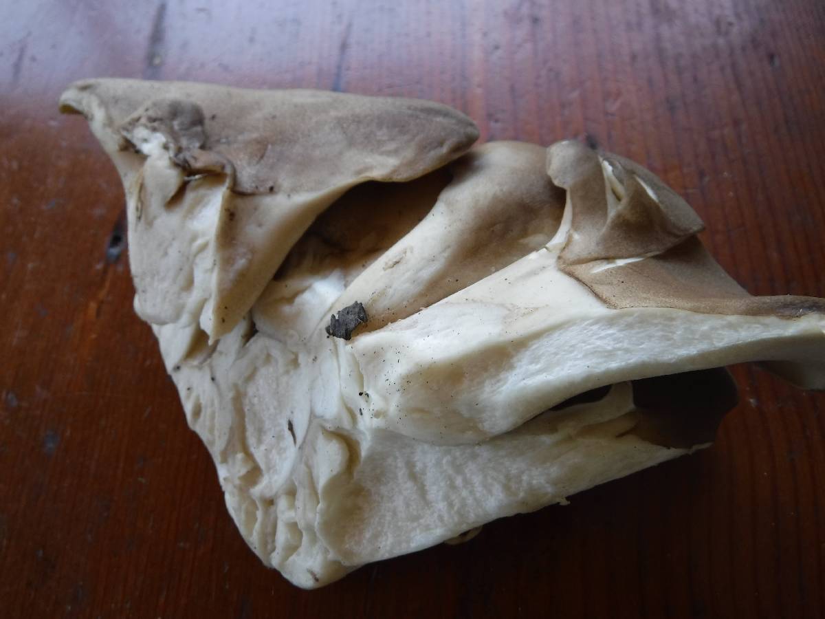 Osteina obducta image