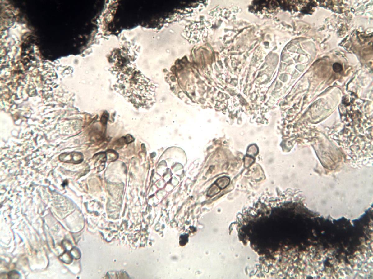 Buelliella minimula image