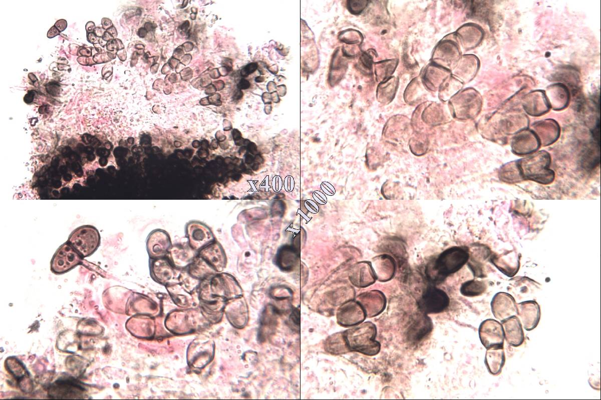 Buelliella image