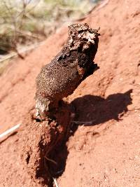Podaxis pistillaris image