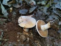 Hebeloma crustuliniforme image