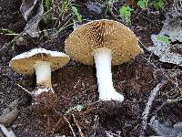Hebeloma crustuliniforme image