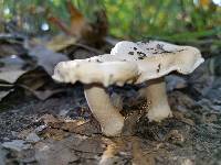 Hebeloma crustuliniforme image