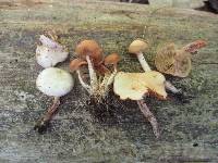 Kuehneromyces marginellus image