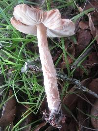 Lepiota spheniscispora image