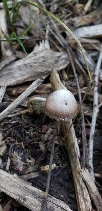 Psathyrella prona image