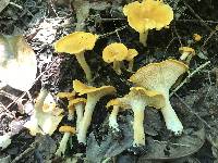 Cantharellus tenuithrix image