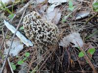 Morchella americana image