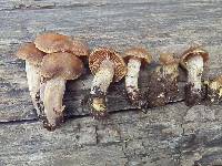 Cortinarius ahsii image