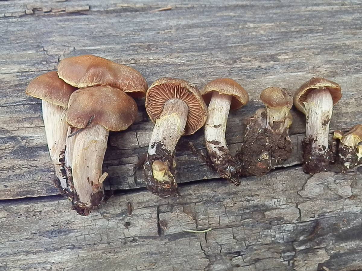 Cortinarius ahsii image