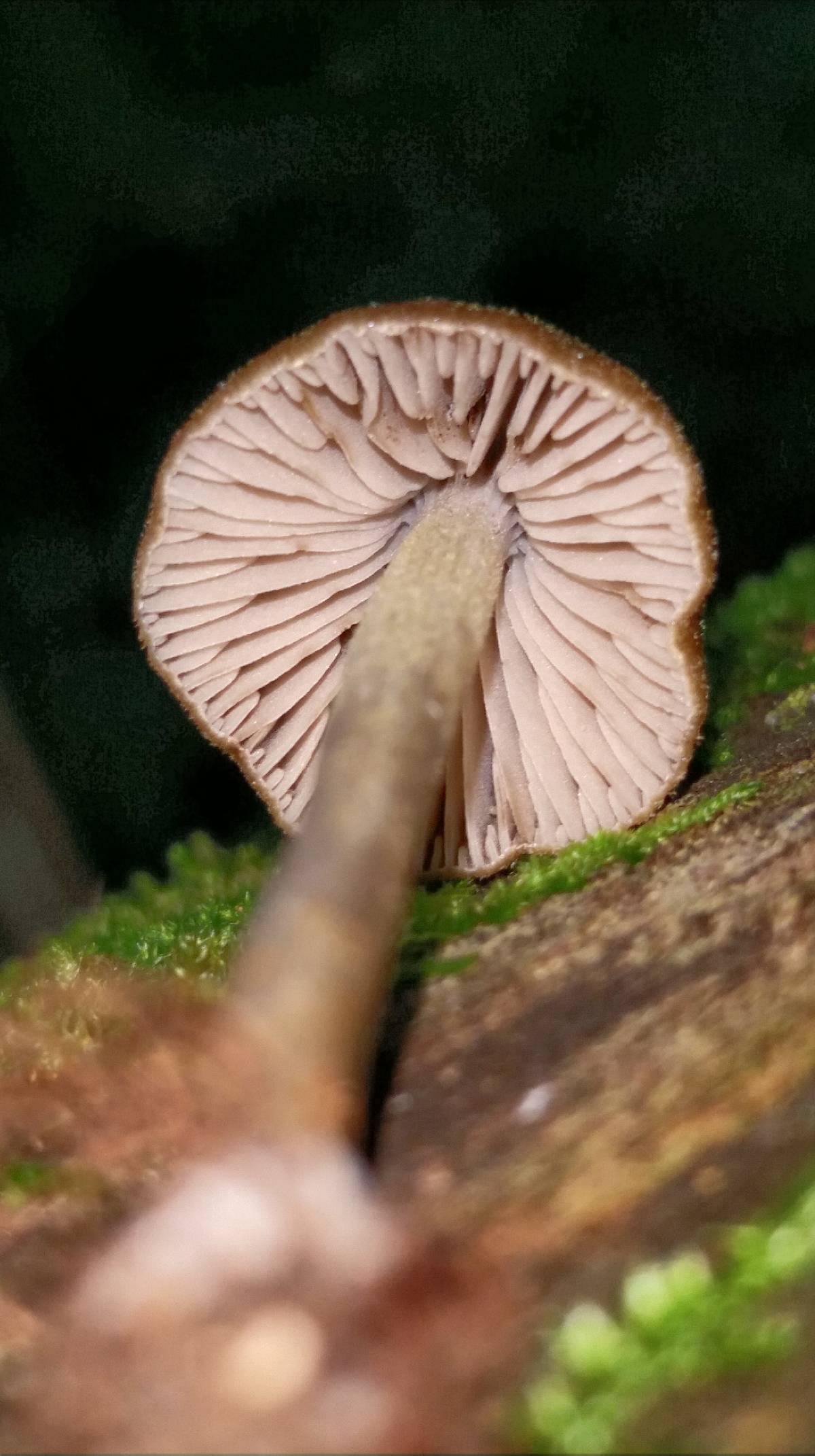Entoloma flavoviride image