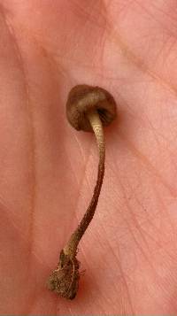 Entoloma flavoviride image