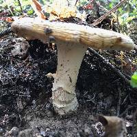 Amanita aprica image