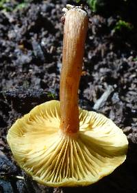 Gymnopilus aeruginosus image