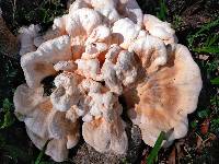 Laetiporus cincinnatus image