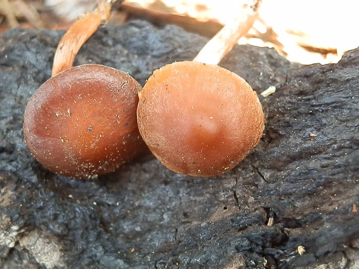 Crassisporium funariophilum image