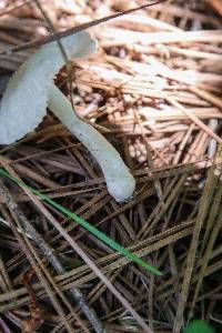 Amanita farinosa image