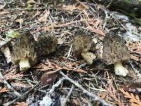 Morchella snyderi image