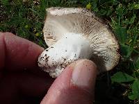 Russula densifolia image