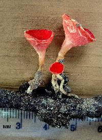 Sarcoscypha occidentalis image