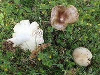 Russula sororia image