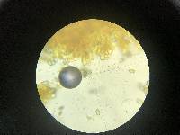 Amanita volvata image