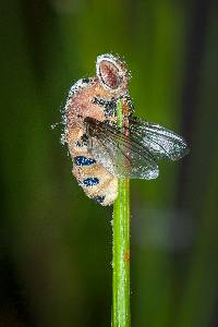 Entomophthora muscae image