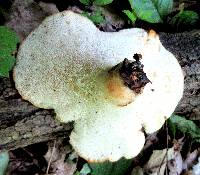 Polyporus craterellus image