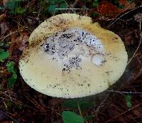 Amanita vernicoccora image