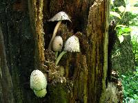 Coprinopsis variegata image