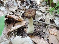 Morchella punctipes image