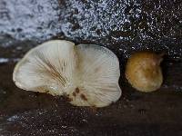 Crepidotus mollis image