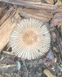 Parasola plicatilis image