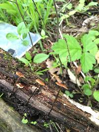 Rhizomarasmius pyrrhocephalus image