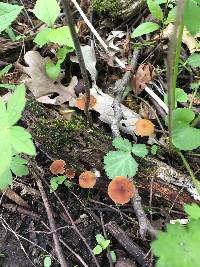 Rhizomarasmius pyrrhocephalus image