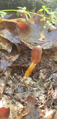 Ophiocordyceps heteropoda image