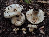 Lactarius psammicola image