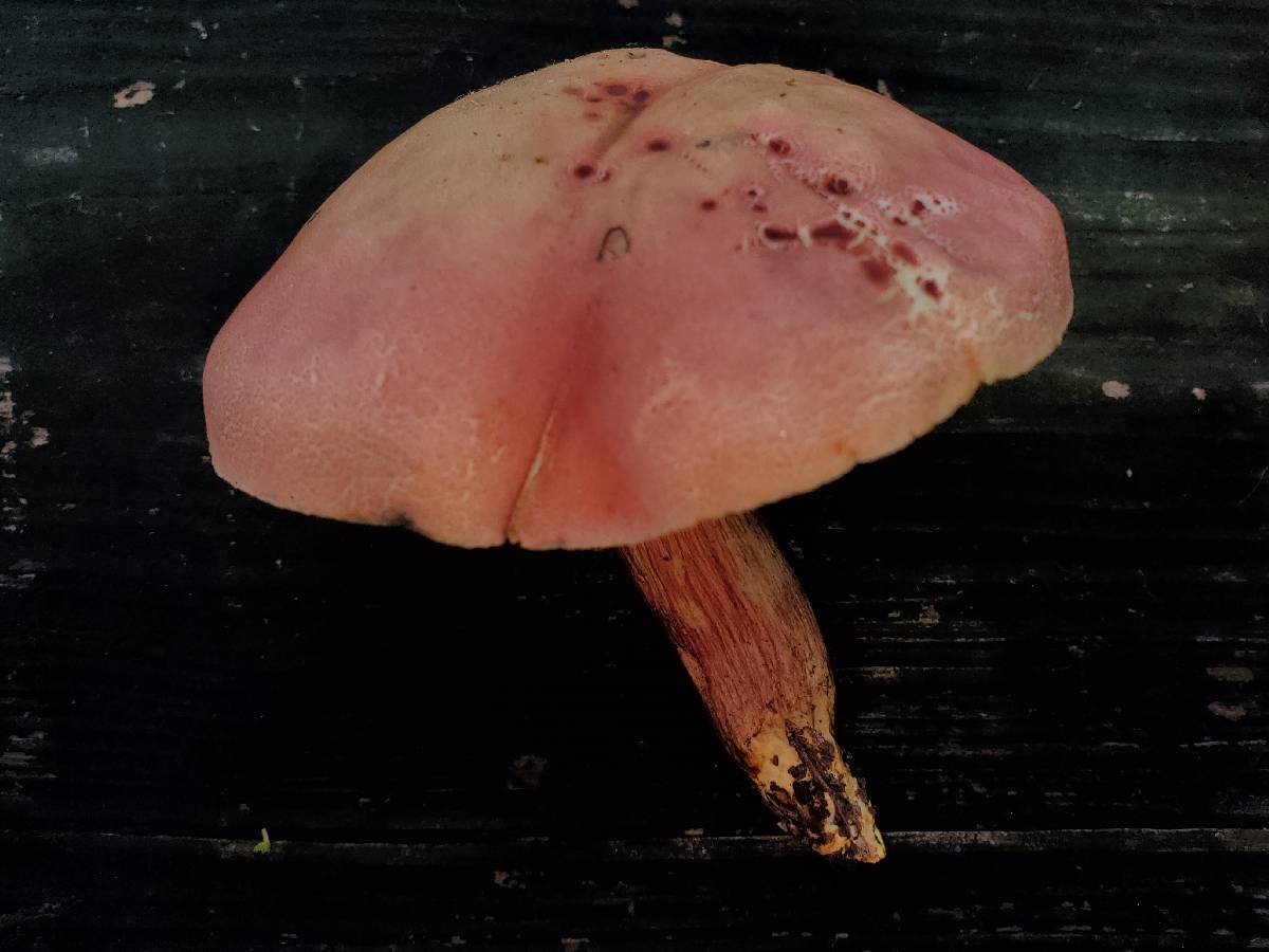 Hortiboletus image