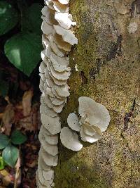 Trametes membranacea image