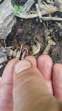 Psathyrella bipellis image