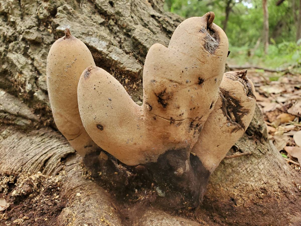 Xylaria poitei image