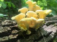 Pleurotus citrinopileatus image