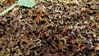 Peltigera malacea image