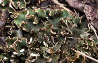 Peltigera malacea image