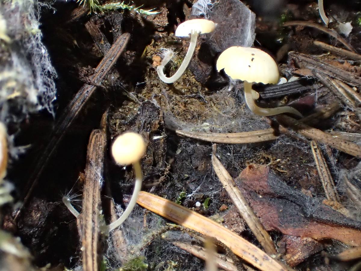 Mycena albissima image