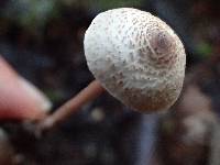 Lepiota cristata image