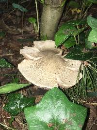 Agaricus arvensis image