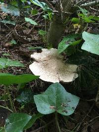 Agaricus arvensis image