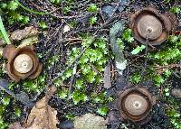 Geastrum fimbriatum image