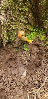 Ophiocordyceps heteropoda image